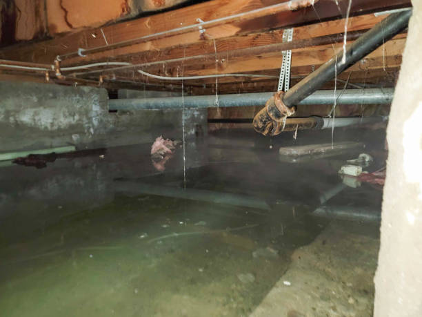 Best Mold removal after water damage  in Westminster, MD