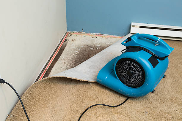 Best Professional water damage repair  in Westminster, MD